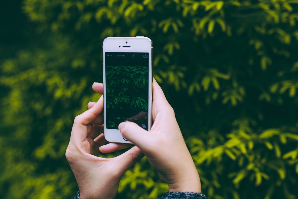 person uses IPhone to take a picture of a large tree shrub