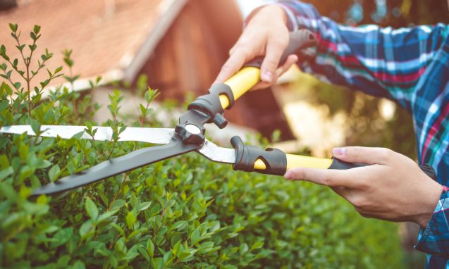 hands holding shears and cutting hedges