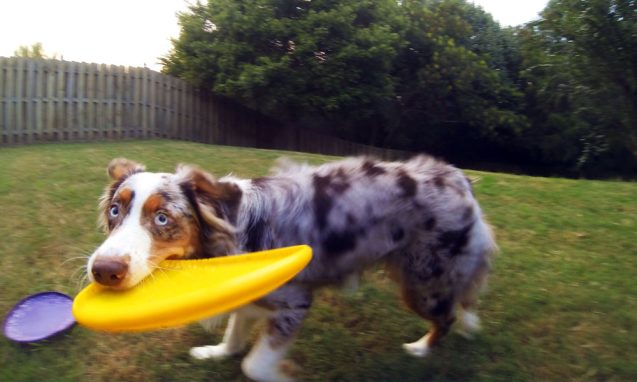dog plays with a yellow frisbee