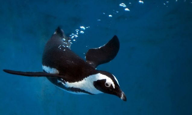 penguin takes a dive into ocean
