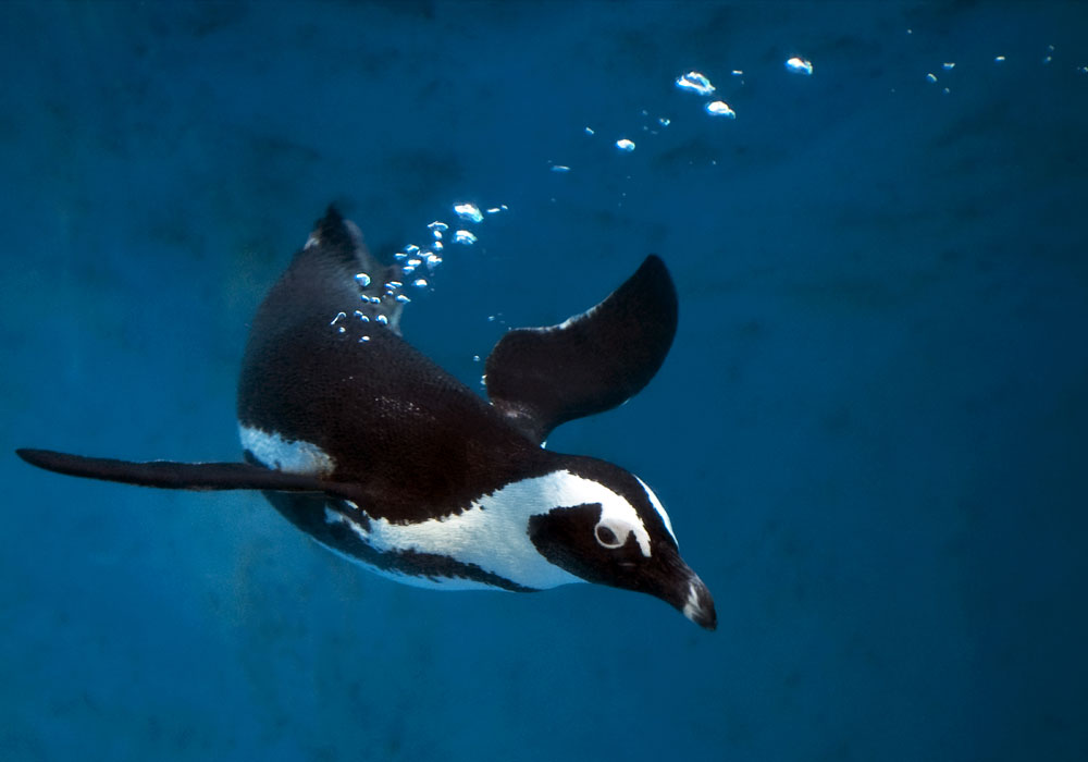 penguin takes a dive into ocean