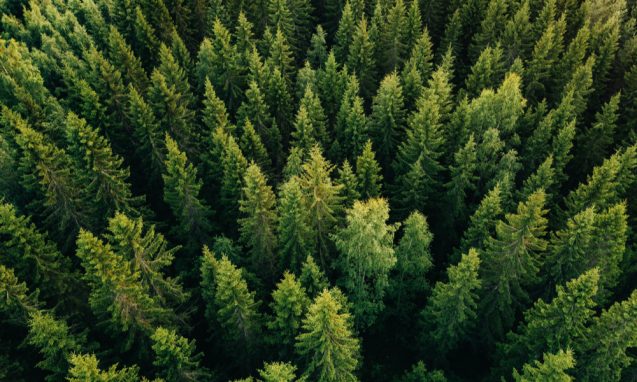 aerial view of a forest of evergreen pine trees