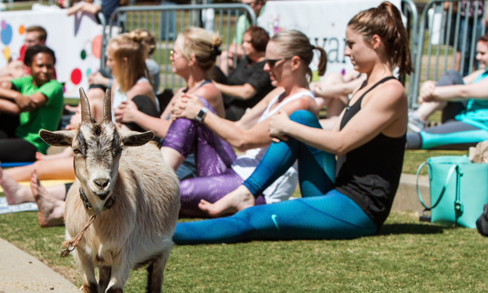 women doing yoga near a goat